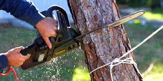 Best Lawn Pest Prevention  in Brookside, NJ