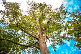 Best Tree Cabling and Bracing  in Brookside, NJ