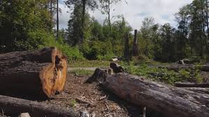 Trusted Brookside, NJ Tree Services Experts