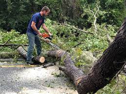 Best Tree Risk Assessment  in Brookside, NJ