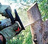 Best Tree Removal  in Brookside, NJ