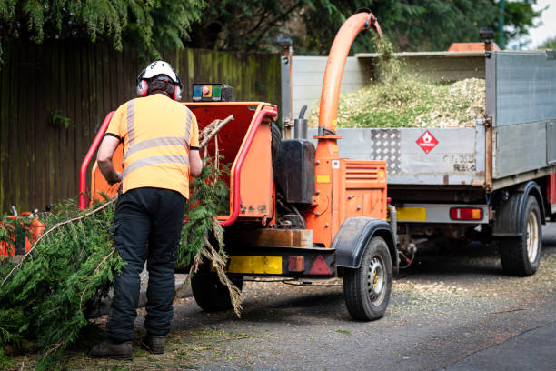 Best Lawn Disease Treatment  in Brookside, NJ
