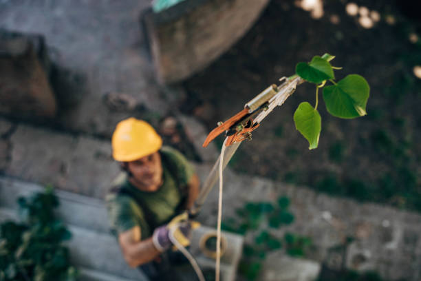 Best Commercial Tree Services  in Brookside, NJ