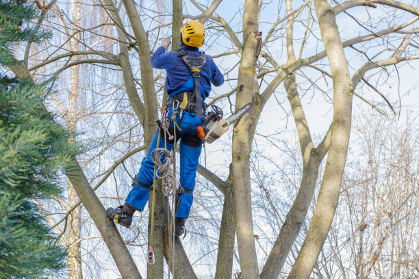 Best Storm Damage Tree Cleanup  in Brookside, NJ