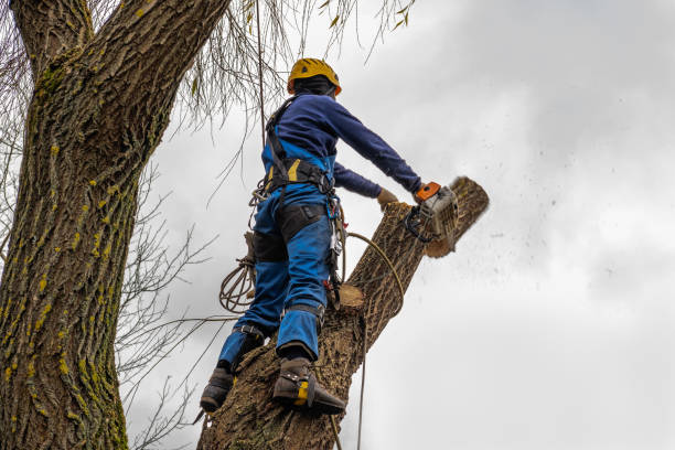 Best Tree Disease Treatment  in Brookside, NJ