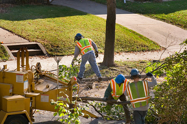 Best Lawn Renovation and Restoration  in Brookside, NJ