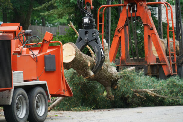 Best Palm Tree Trimming  in Brookside, NJ