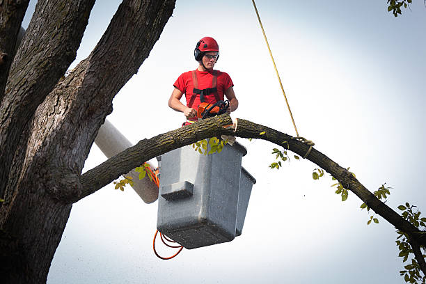 Best Tree and Shrub Care  in Brookside, NJ