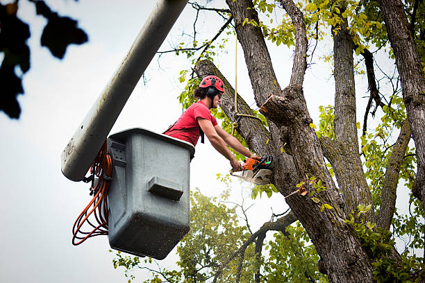 Best Leaf Removal  in Brookside, NJ
