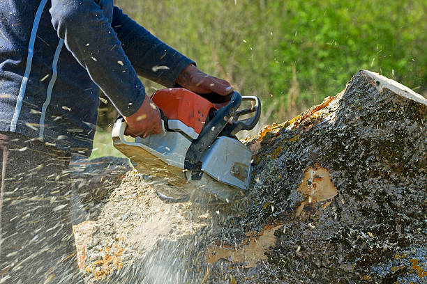 Best Tree Health Inspection  in Brookside, NJ