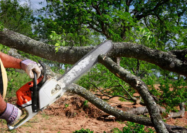 Best Tree Preservation Services  in Brookside, NJ